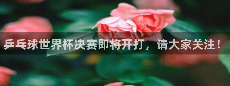 2026世界杯德国队阵容：乒乓球世界杯决赛即将开打，请大家关注！